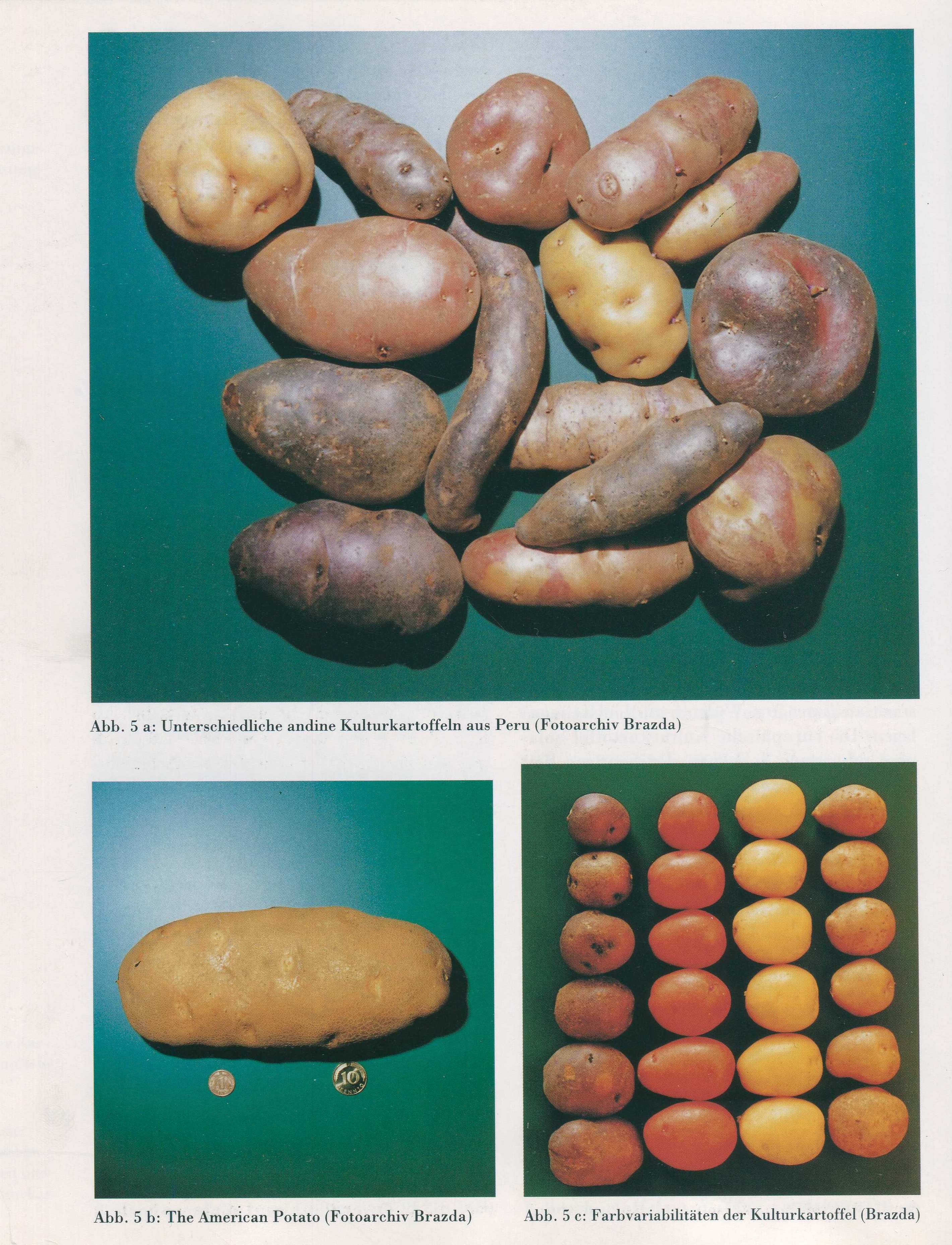 Kartoffelmuseum Installationsansicht